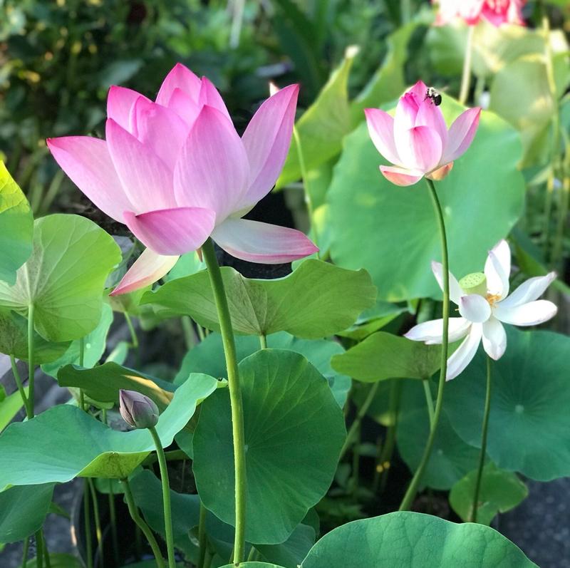 Mini Water Garden Seeds for Patio and Pond