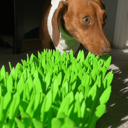 Slow Feeding Bowl for Pets Calms Meal Time