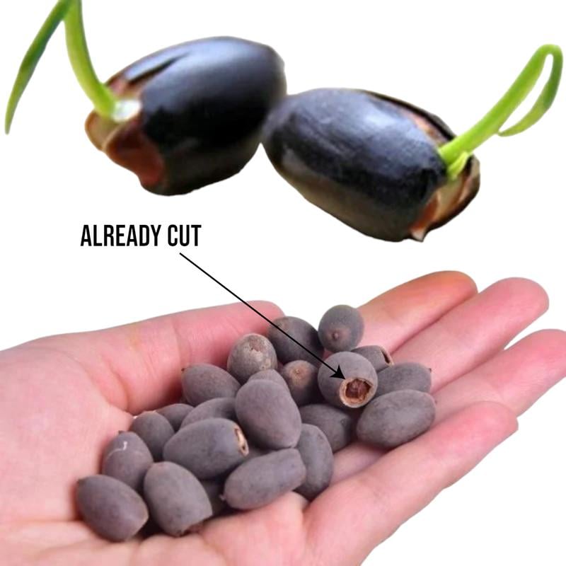 Mini Water Garden Seeds for Patio and Pond