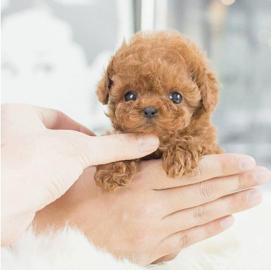 Cuddly Electronic Dog Pet Toy - Moves & Sounds