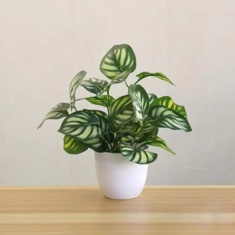 Beautiful Indoor Bonsai Planter - Fesara