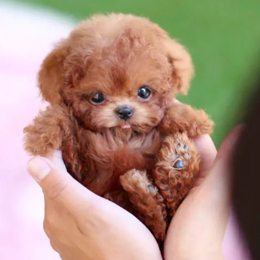Interactive Smart Pet Dog Companion Toy - Fesara