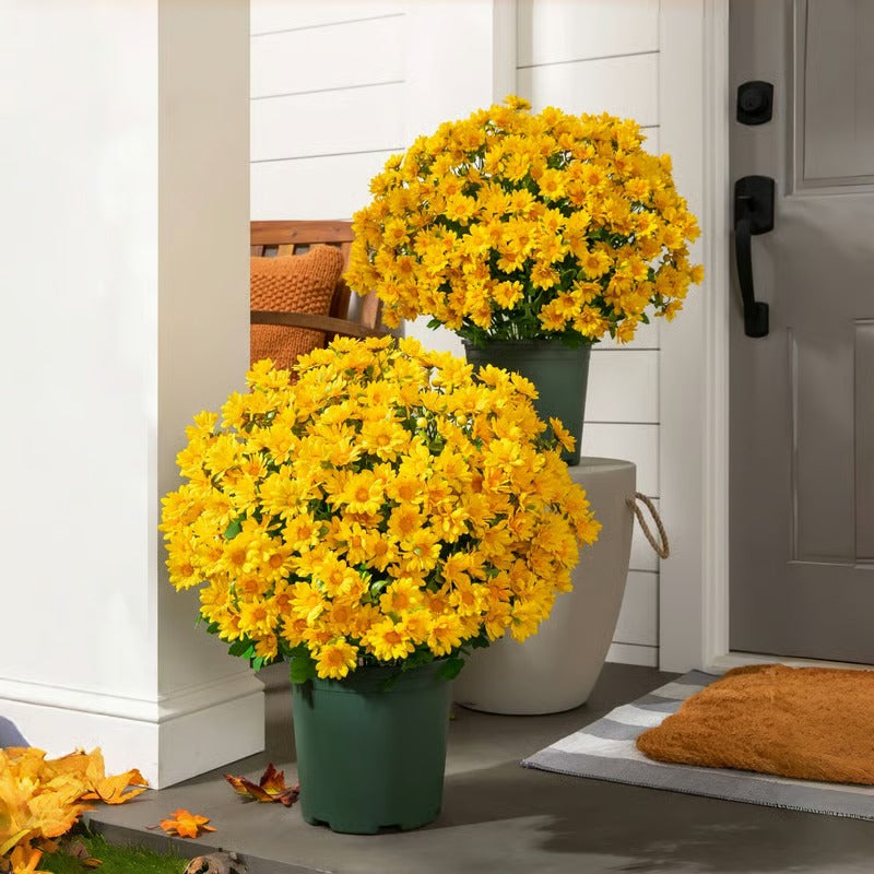 Vibrant Fall Garden Decoration