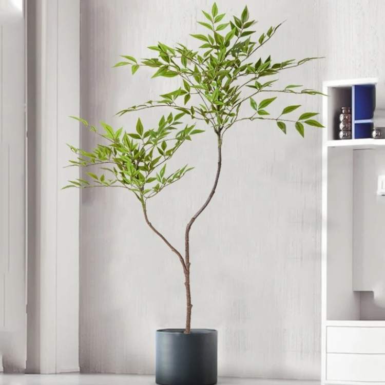 Low Maintenance Exotic Bamboo House Plant - Fesara
