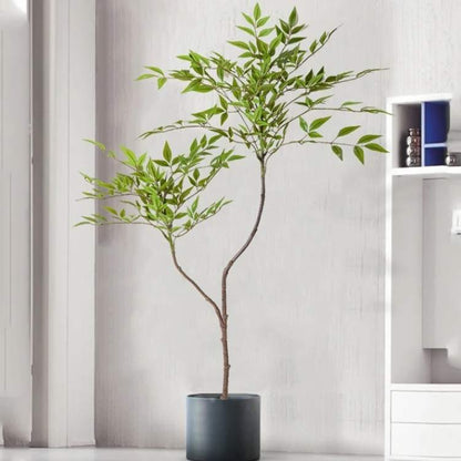 Low Maintenance Exotic Bamboo House Plant - Fesara