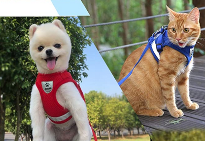 Secure Cat Harness for Outdoor Adventures