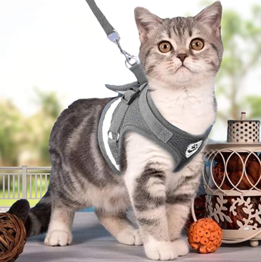 Secure Cat Harness for Outdoor Adventures
