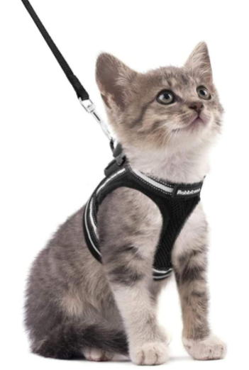 Secure Cat Harness for Outdoor Adventures