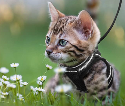 Secure Cat Harness for Outdoor Adventures - Fesara