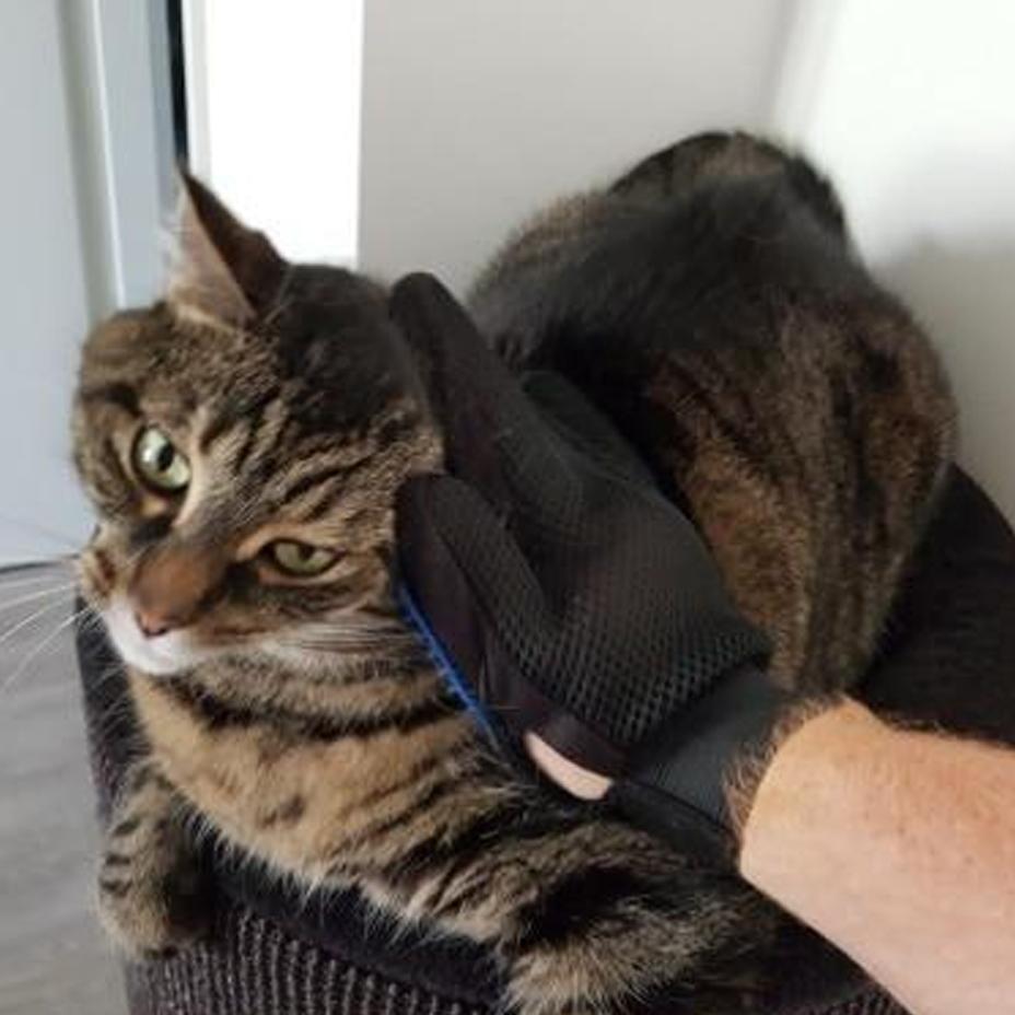 Pet Grooming Shedding Glove - Fesara