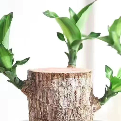 Natural Wooden Good Luck Plant Pot