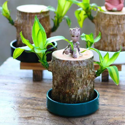 Natural Wooden Good Luck Plant Pot