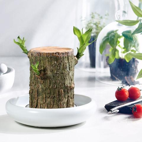 Natural Wooden Good Luck Plant Pot - Fesara