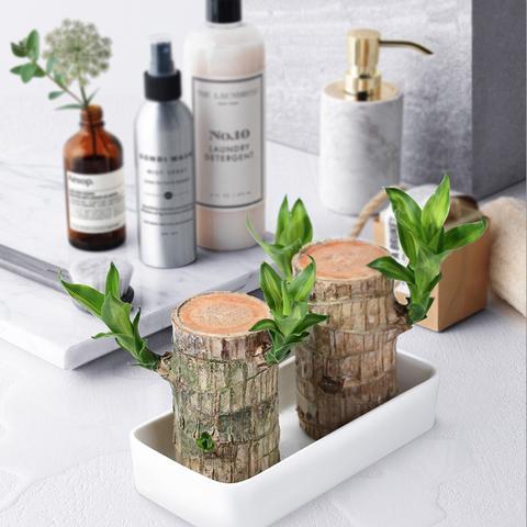 Natural Wooden Good Luck Plant Pot