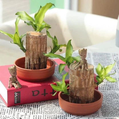 Natural Wooden Good Luck Plant Pot