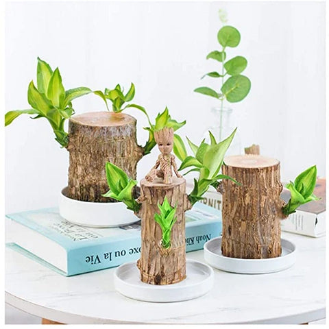 Natural Wooden Good Luck Plant Pot