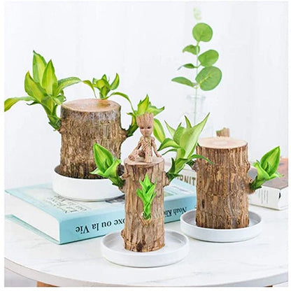 Natural Wooden Good Luck Plant Pot