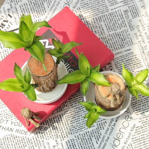 Natural Wooden Good Luck Plant Pot