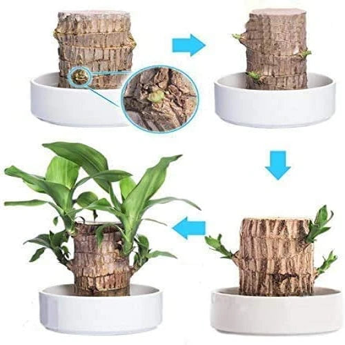 Natural Wooden Good Luck Plant Pot