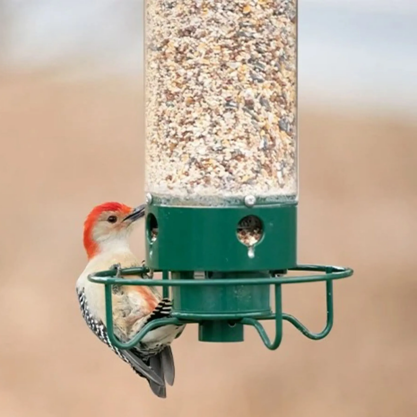Wild Bird Feeder with Squirrel Deterrent Tray