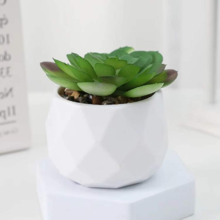 Small Indoor Bonsai Tree Decor - Fesara