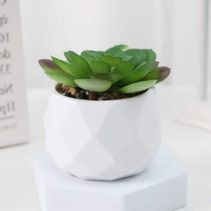 Small Indoor Bonsai Tree Decor - Fesara