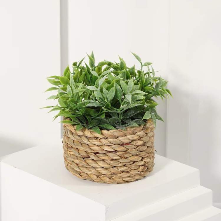 Small Fresh Eucalyptus Indoor Plant - Fesara