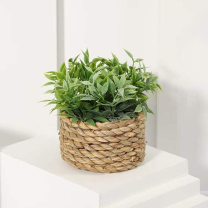 Small Fresh Eucalyptus Indoor Plant - Fesara