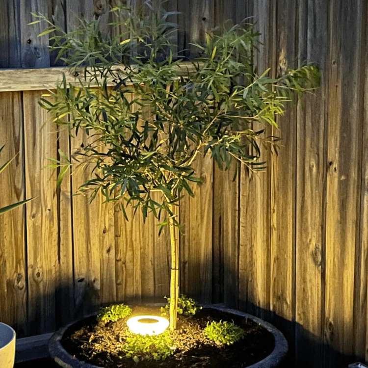 SunBeam Garden Lights - Garden Lights - Wild Eye Vision